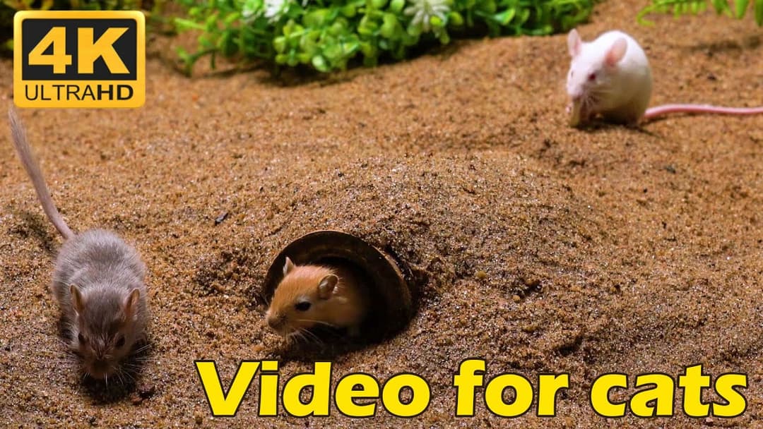 Catflix : 3 Hours of Tiny Mice Playing Hide & Seek in 4K UHD - Cat TV Marathon
