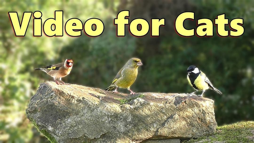 Videos for Cats to Watch Birds ~ Cat TV Entertainment for Cats and Kittens