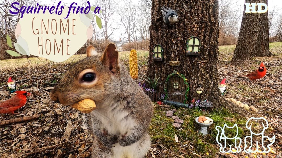 8-Hours Dog & Cat TV 😺🐶| Squirrels find a Gnome Home /Fairy House 🧚‍♀️🧚‍♂️| Cardinals & Titmice | HD