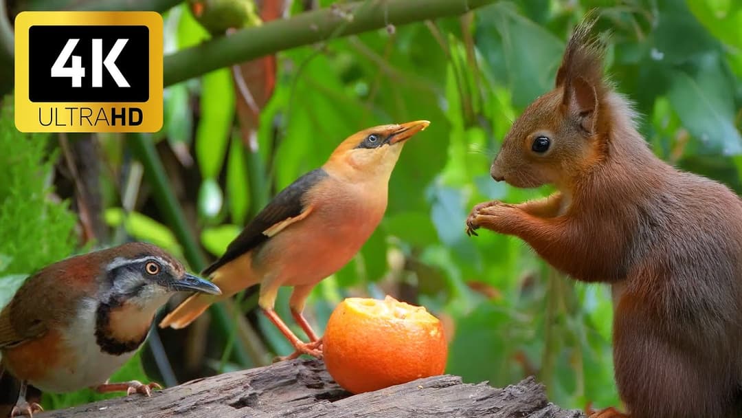 Cat TV for Cats to Watch 😺 12 hours Fruit Party of Birds and Squirrels 🐿️ Videos for Cats to Watch