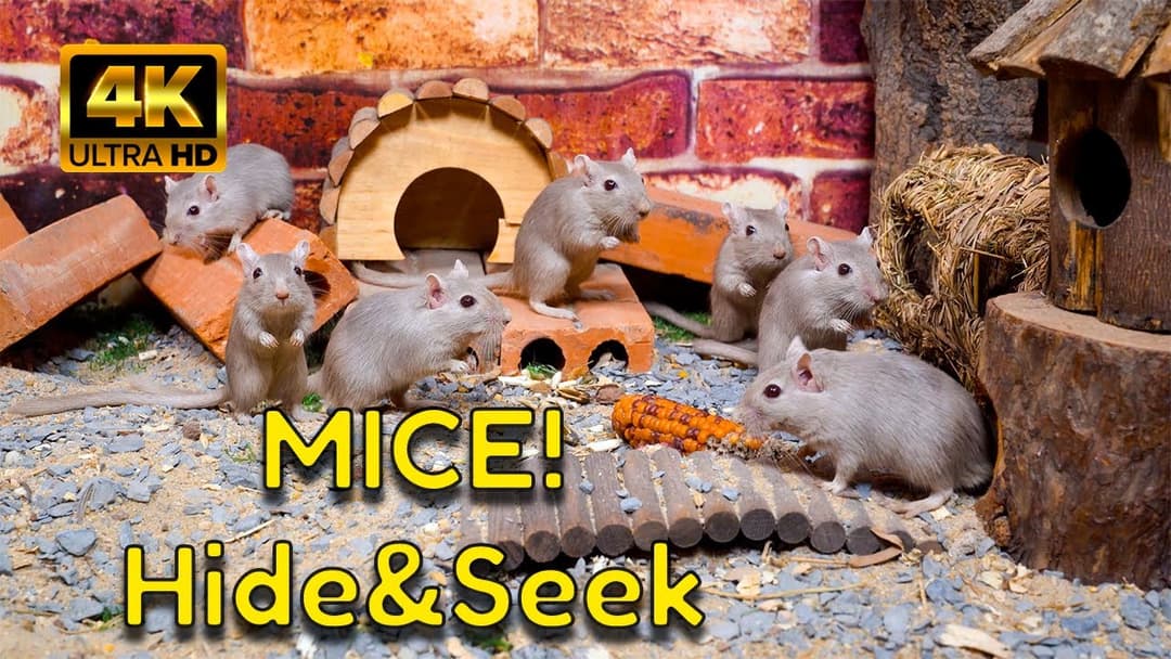 Cat TV 4K: The Ultimate Peek-a-Boo Game! | New Hide & Seek for Cats