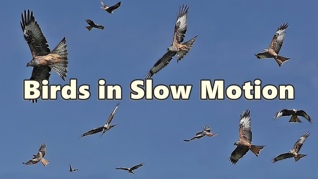 Birds Flying in Slow Motion ⭐ 8 HOURS ⭐