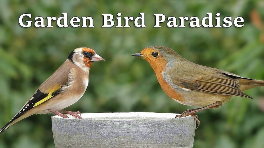 Videos for Cats to Watch - Garden Bird Paradise ~ 8 HOURS