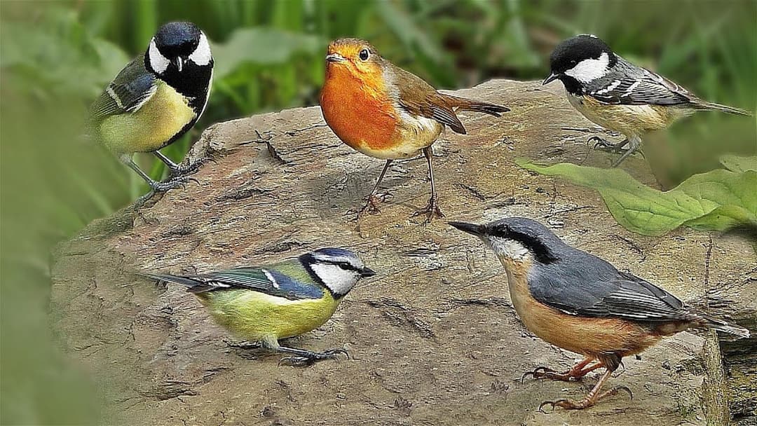 Cat TV for Cats to Watch ~ Little Birds Special