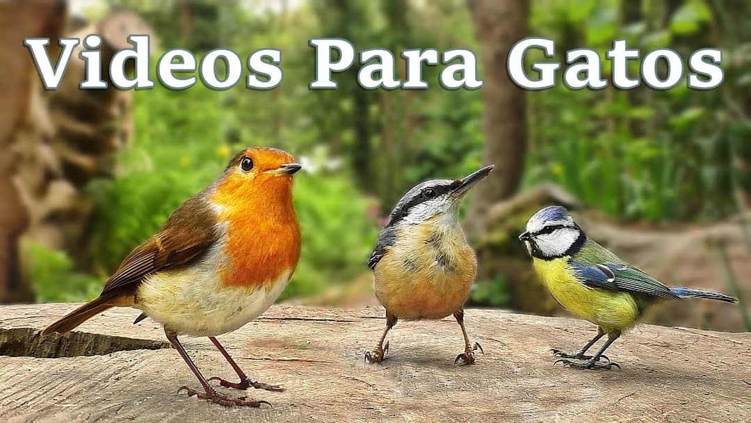 Videos Para Gatos - Pájaros para que los gatos los vean