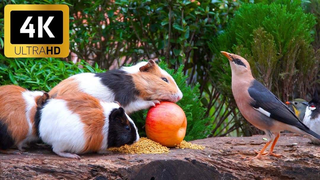 Nature’s Delight for Cats 😸 Birds & Squirrels Enjoy a Tree-Top Playground 🐦 4K HDR