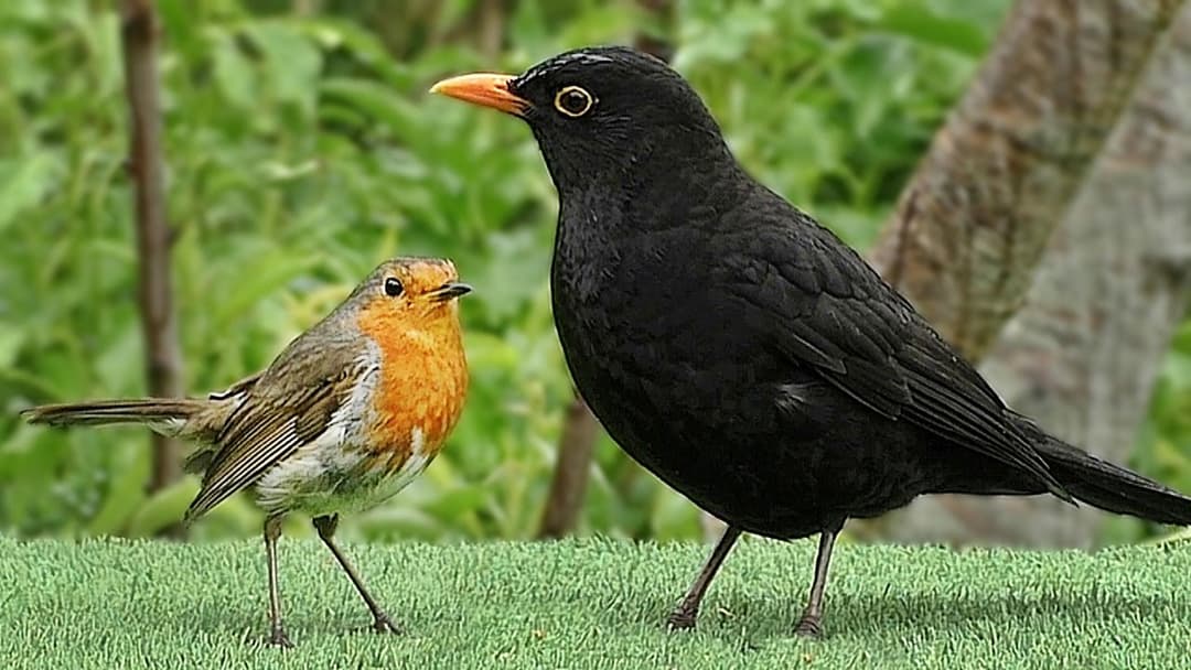 Slow Motion Birds in The Gentle Rain