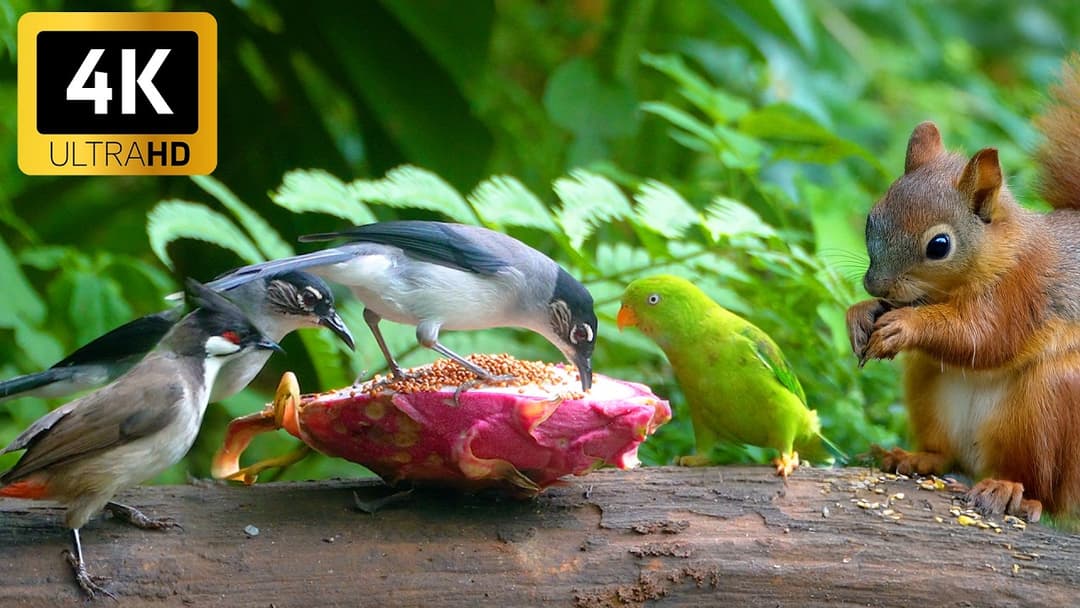 CAT TV NO ADS 😺🐦 Birds sing squirrels leap woods dance 🐿 Cat Games in Smooth 4K HDR