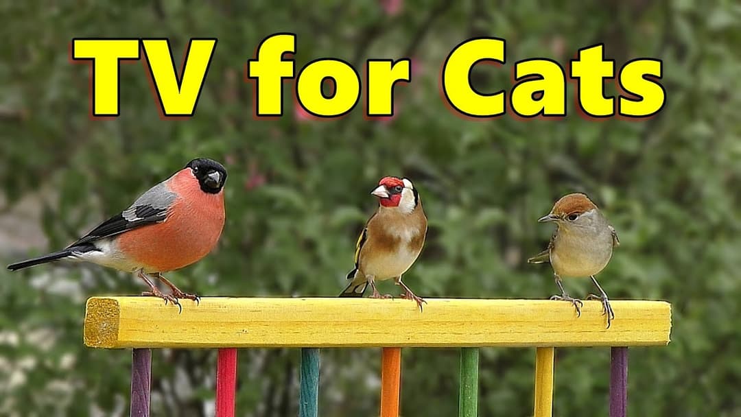 Cat TV ~ Birds of Many Colours for Cats to Watch ⭐ 8 Hours ⭐