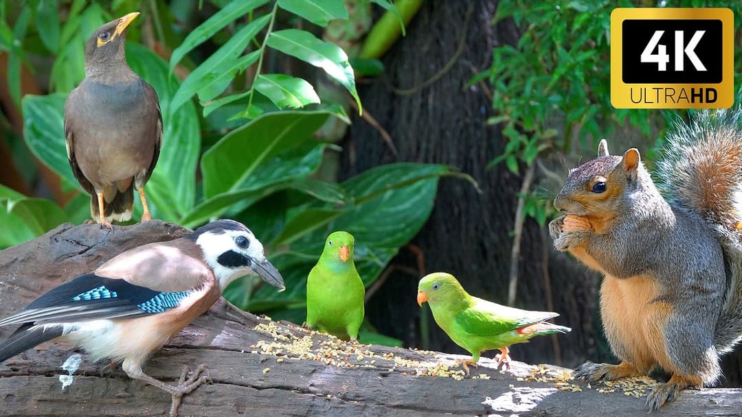 (No Ad Interruptions) Cat TV for Cats to Watch 😺 Bouncy chipmunks, Squirrels, and Birds 🐿 4K HDR