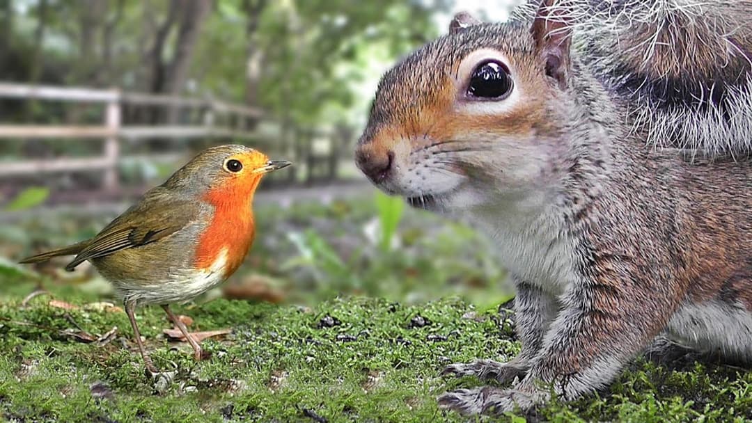Videos for Cats to Watch - Birds and Squirrels Being Awesome