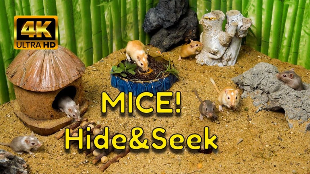 The Ultimate Hide & Seek for Cats | Non-Stop Adventure in the Ancient Gerbil Ruins