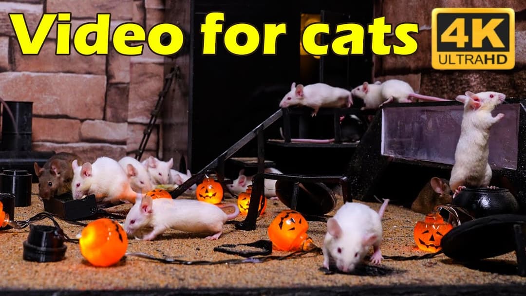 Cat TV: Hide & Seek with Tiny Mice for Cats – 3 Hours of Nonstop Playtime 🐾 | Catflix