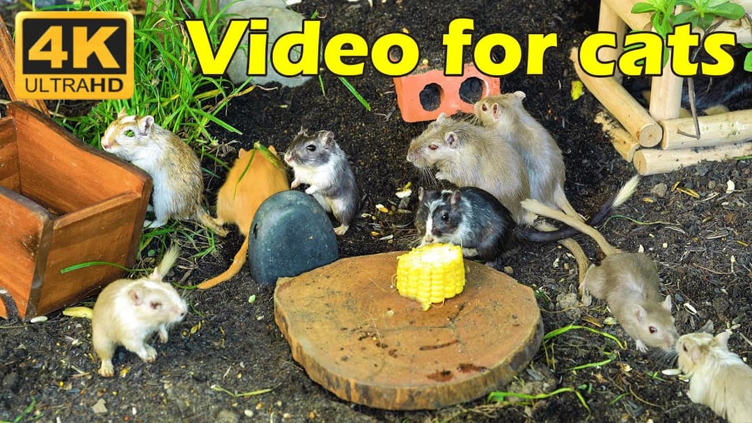 Cat TV: Tiny Mice on the Run! Hide & Seek Fun – Cat TV in Crisp 4K for Happy Cats | Catflix