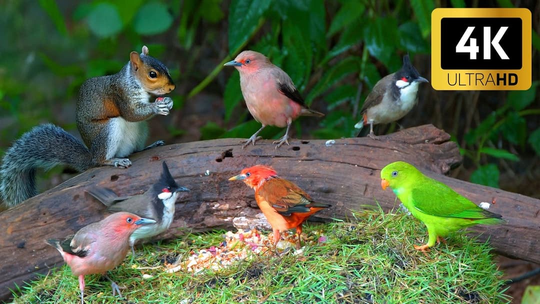 Cat TV for Pets to Watch 🐱 4 Hours of Beautiful Birds and Animals in the Forest 🌸🐿️ Squirrel Games