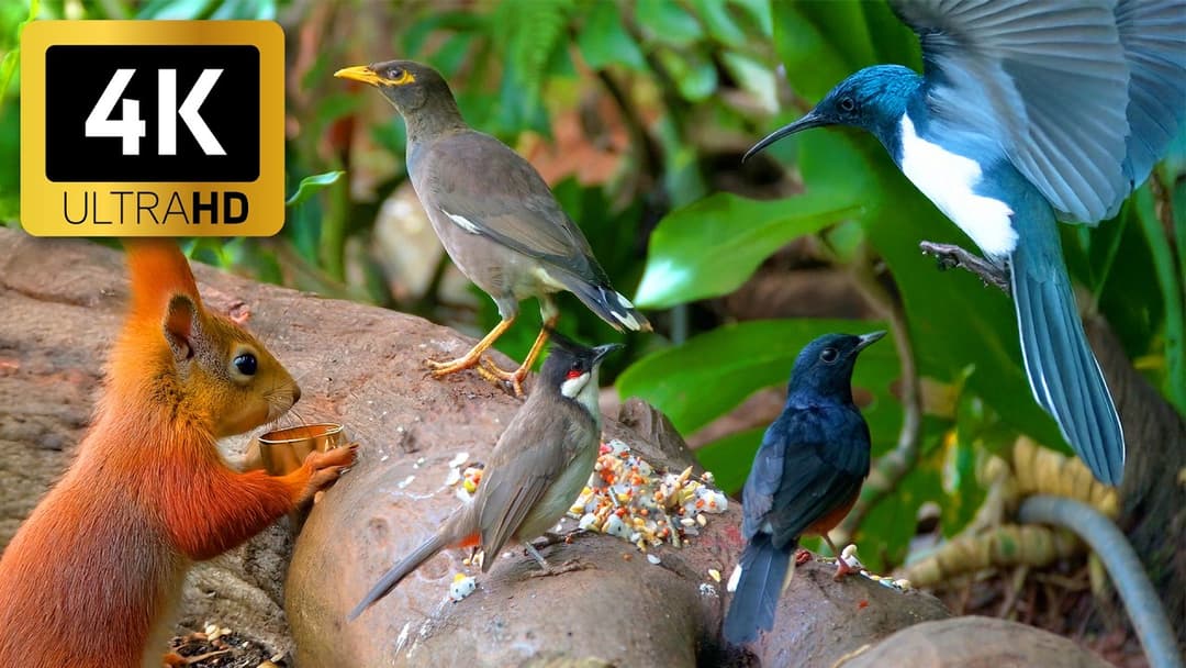 CAT TV NO ADS 😺 Lots of Birds in Green Garden for Cats to Watch and Slap 🌸🐿️ Cat Games 4K HDR