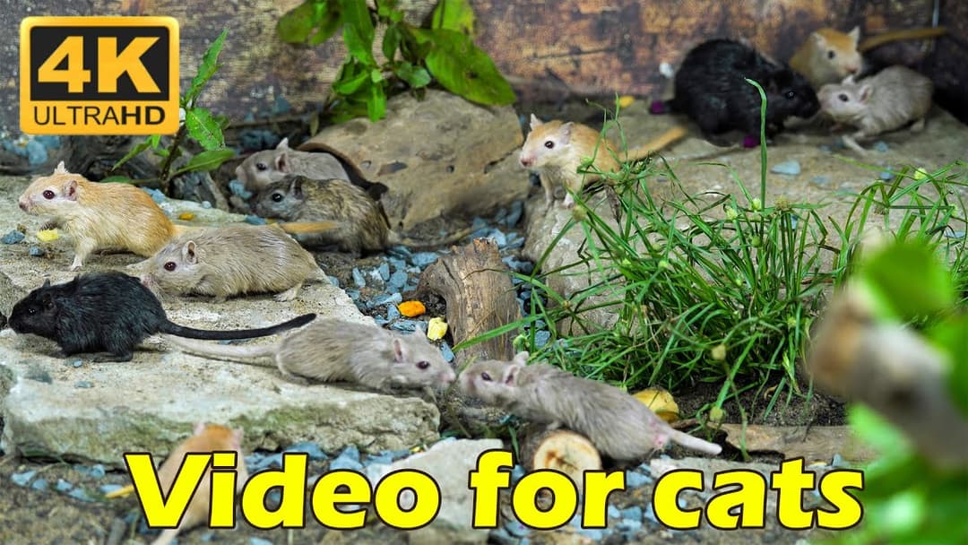 Cat TV: Non-stop Hide & Seek in 4K | Mice Games for Your Cat’s Viewing Pleasure | Catflix