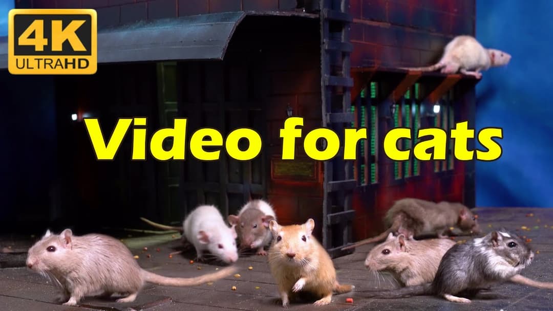 Cat TV: Watch Tiny Mice Hide & Seek in 4K UHD - 3 Hours of Entertainment | Catflix
