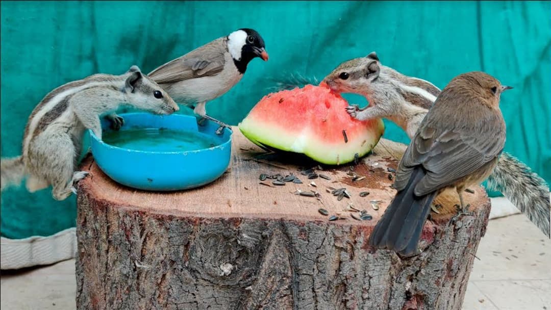 Cat TV for Cats to Watch 😺 Squirrels & Beautiful Birds - 10 Hours Video for Cats
