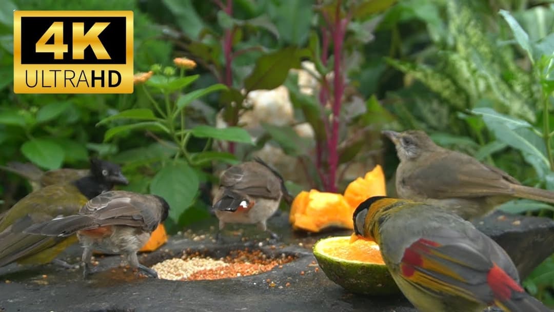 🔴😸 Birds & Squirrels Discover the Snack under Sunshine🕊️🐿️ Live 12 Hours in Ultra HD 😺