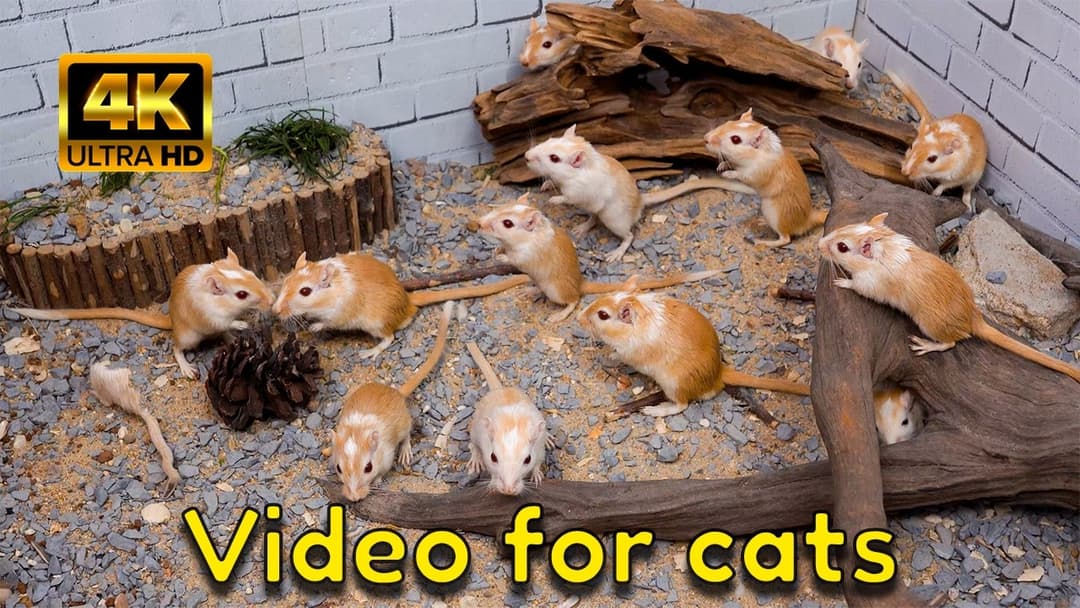 A Fun Hide & Seek Game for Cats | Construction Gerbils & Cave Mice