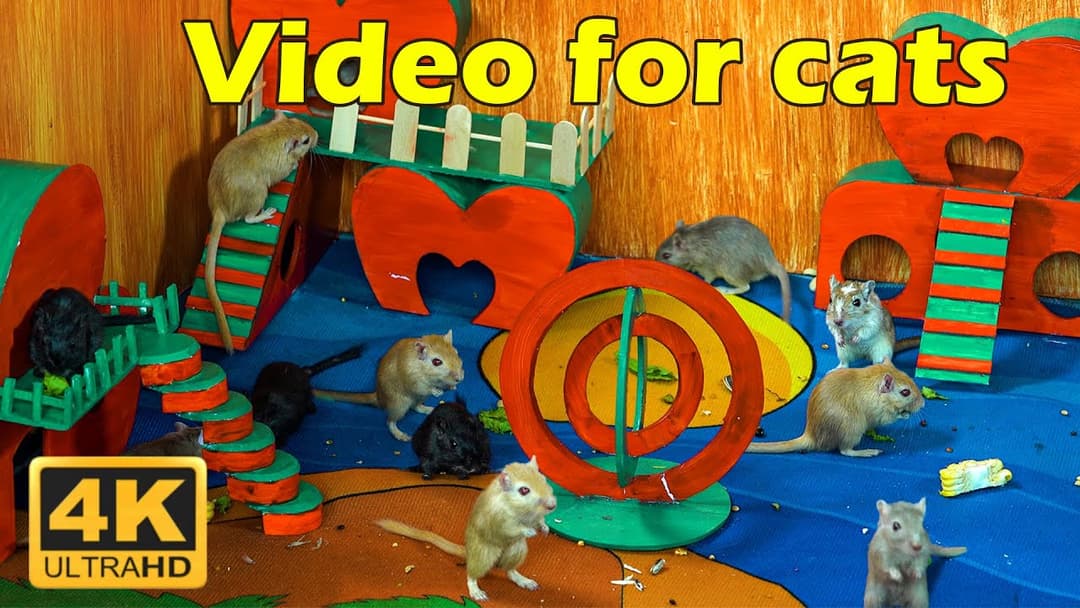 Cat TV: Endless Hide & Seek for Cats - Hours of Tiny Mice Chase 🐭 | Catflix