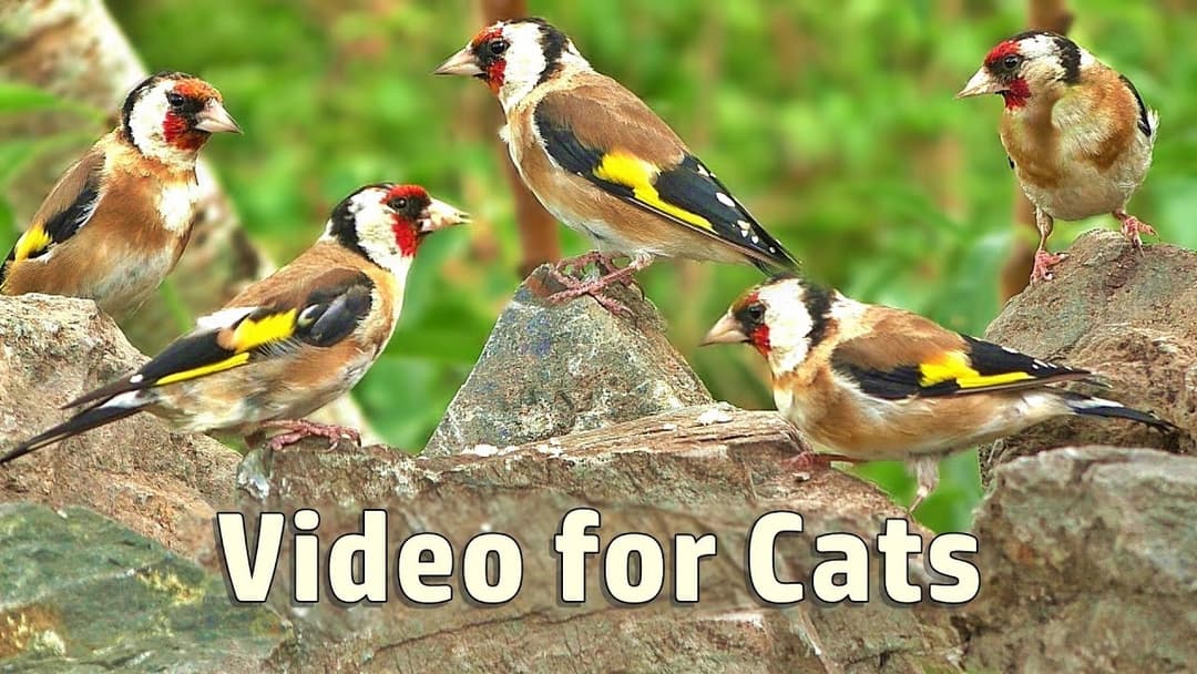 Videos for Cats : Summer Birds and Bird Sounds - 8 HOURS