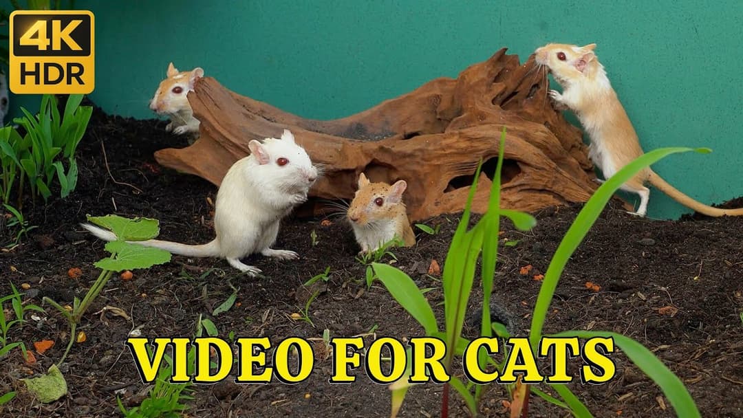 Cat TV Mouse: Hide & Seek Garden Quest – Tiny Mice Play in Driftwood Burrows | 4K HDR Catflix