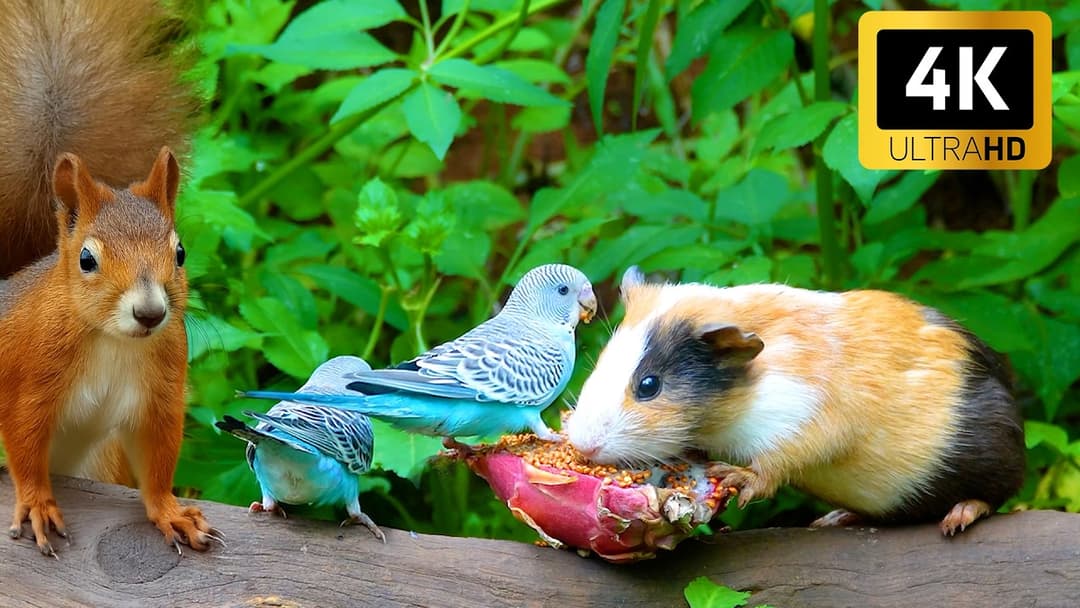 [No ADS] TV for Cats 😺🐦 Cute Chipmunks, Birds, Squirrels 🐿️ Videos for Cats to Watch