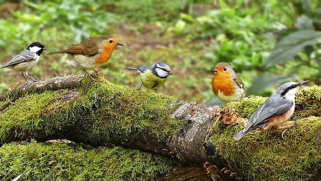 Woodland Birds Chirping - Vögel - Oiseaux - Vogels - Fåglar - Aves