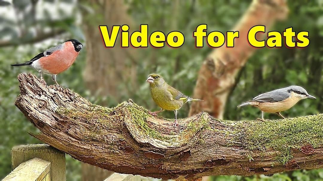Cat TV Extrordinaire : Backyard Birds Bonanza / Wonderful Videos for Cats to Watch