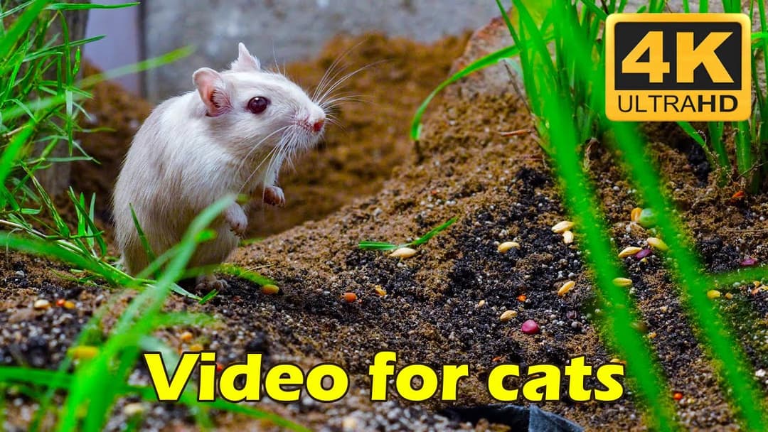 Cat TV: Irresistible Adorable Tiny Mice Hide & Seek and Play on Screen 4K HDR 60 FPS | Catflix