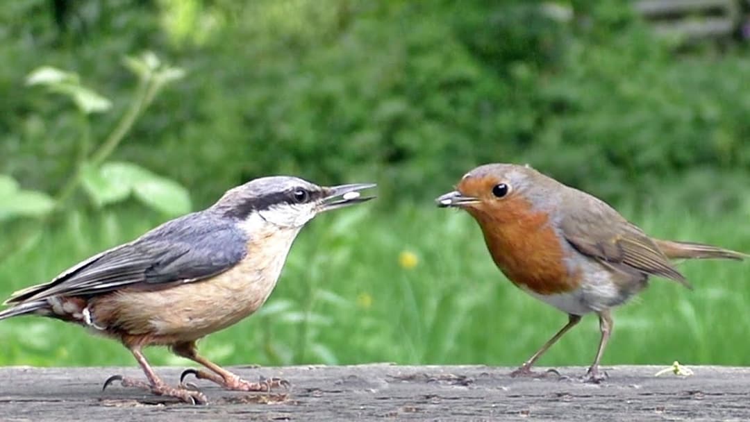 Beautiful Birds Coming and Going in Slow Motion