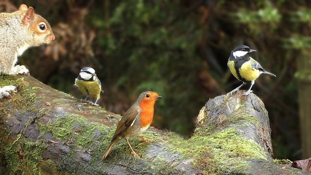 Video for Cats to Enjoy : Birds on A Glorious December Day