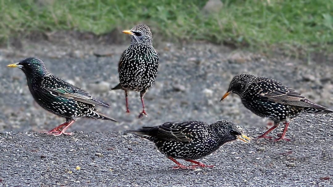 Videos for Dogs to Watch - Starlings and Other Little Birds