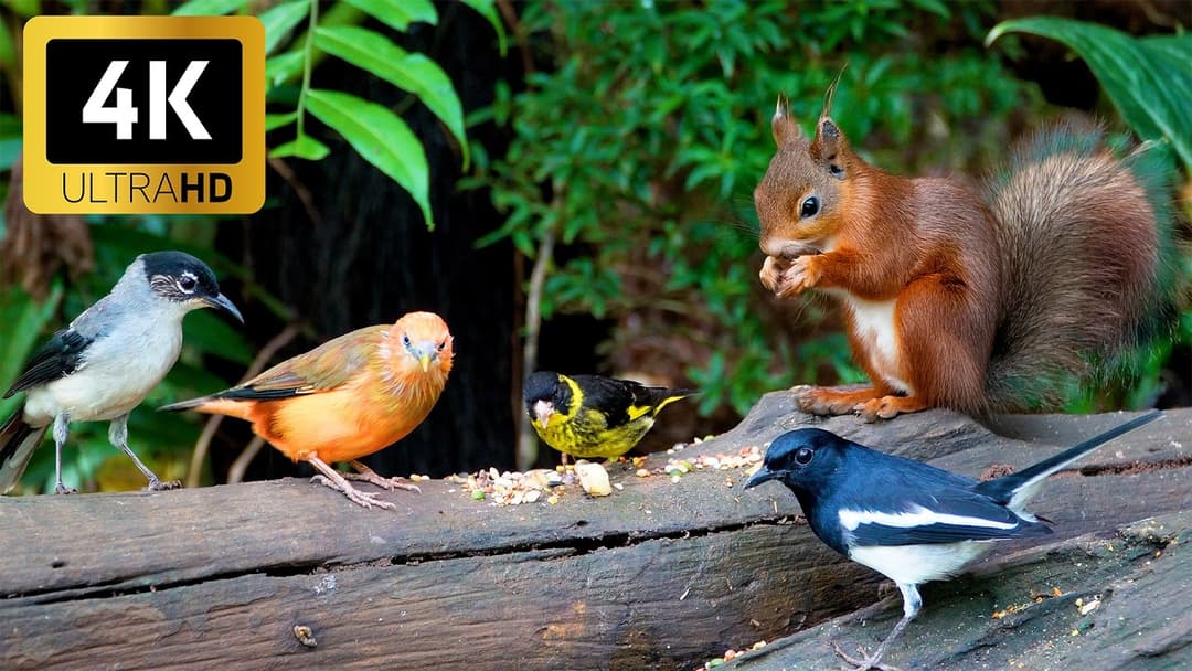 CAT TV NO ADS 😽 CUTEST Nature Escape with Squirrels and Little Birds 4K HDR