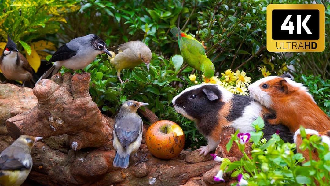 Magical Nature for Cats 😺 Guinea Pigs and Birds Enjoy a Picnic 🐦🐹 Relaxing Cat TV