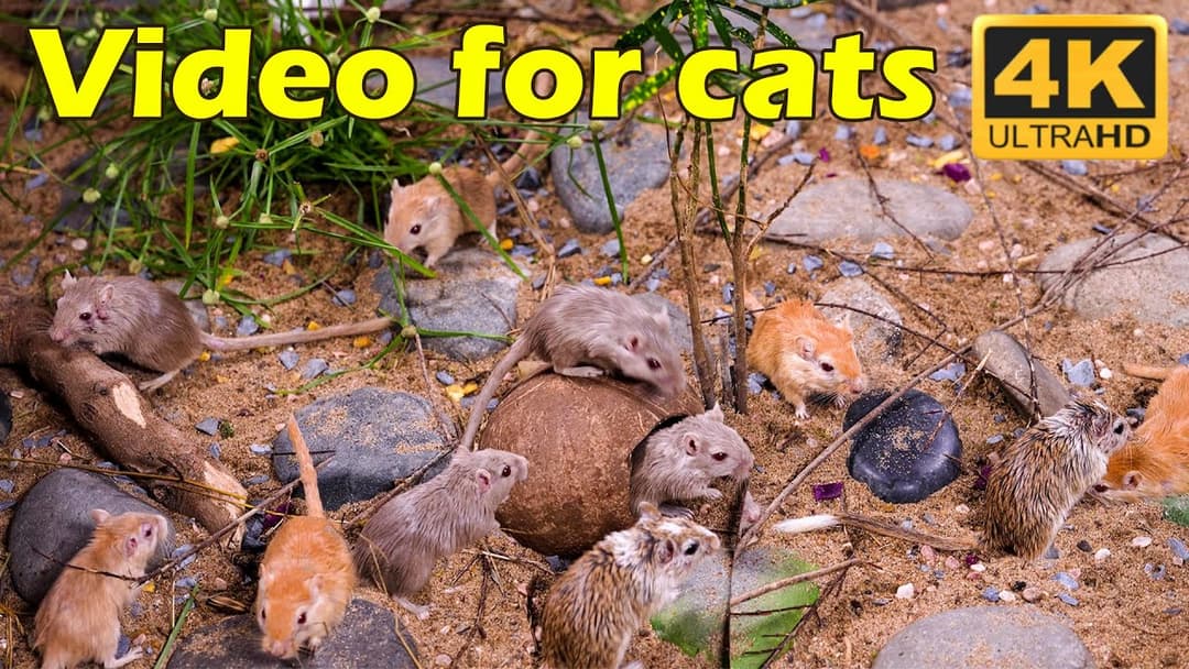 Cat TV: Hide & Seek Adventure - Watch Tiny Mice Tease Your Cat in 4K | Catflix