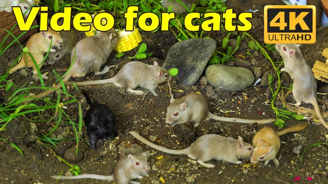 Hide & Seek Fun with Tiny Mice: Cat TV in Stunning 4K for Your Feline Friend | Catflix