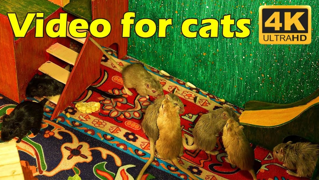 Endless Adventure: Watch Mice Scurry and Play for Hours – Catflix Special