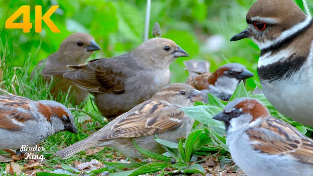 Cat TV Birds 🐦 Relax My Cat🐱 Killdeers, Sparrows, Pigeons, and Ducks(4K UHD)