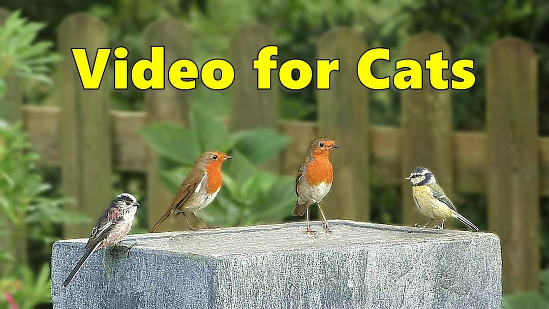 Videos for Cats to Watch - Garden Birds Delight ⭐ NEW