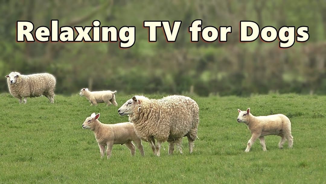Dog TV Videos ~ Beautiful Calming Sheep Videos and Sounds ⭐ 8 HOURS of TV for Dogs ⭐