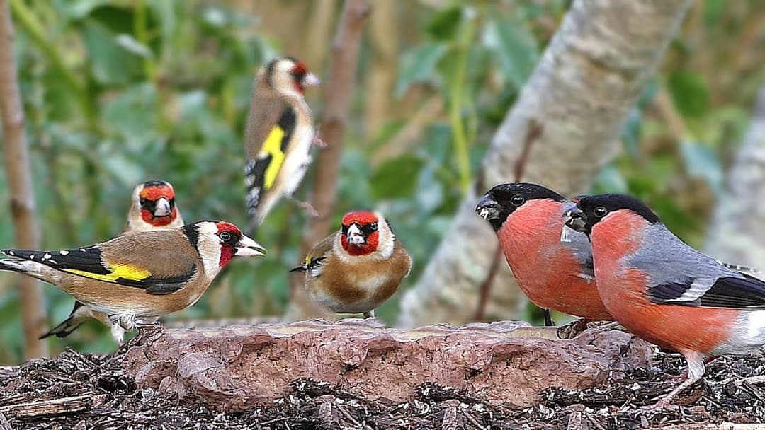 Videos for Cats to Watch - Birds of Many Colours
