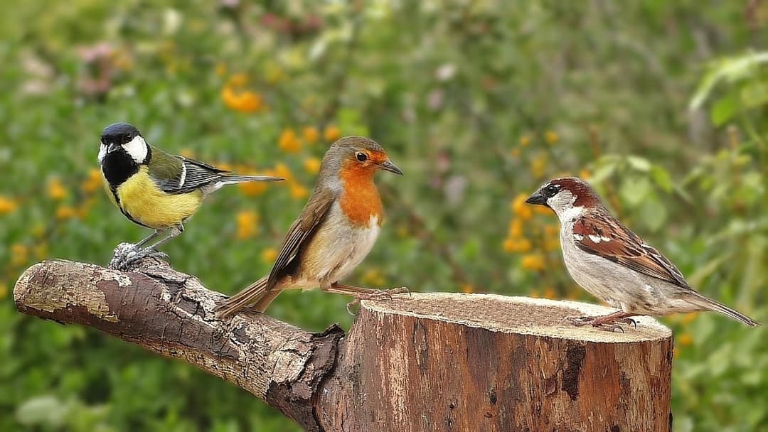 Birds Singing in The Morning : Garden Birds Video and Bird Sounds