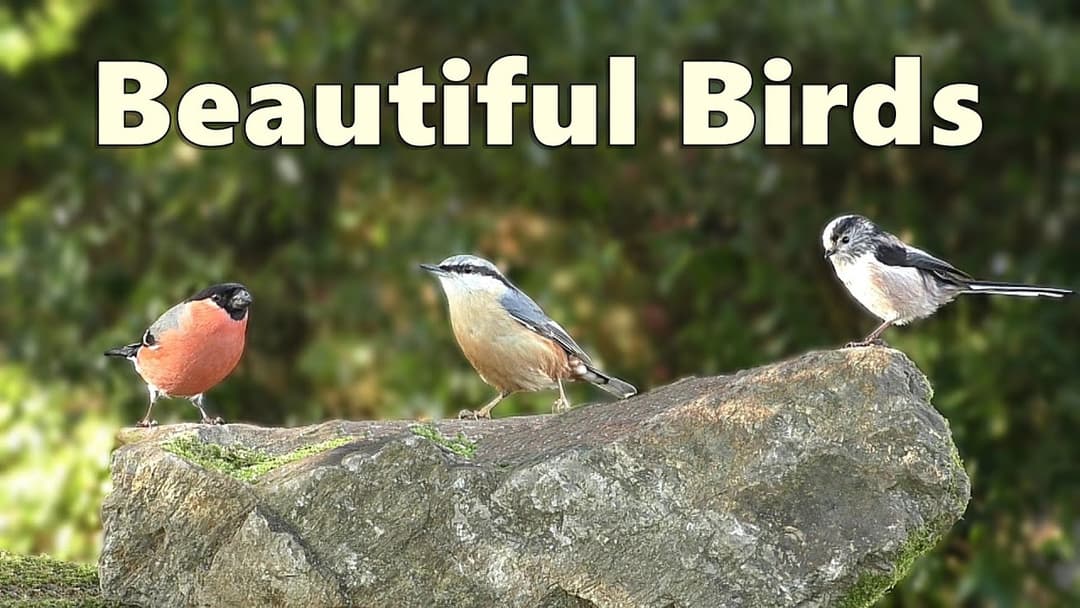 Birds Birds and More Birds ⭐ 8 Hours of Beautiful Birds ⭐