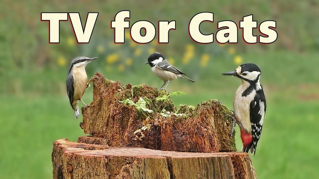 Birds for Cats To Watch on Fathers Day