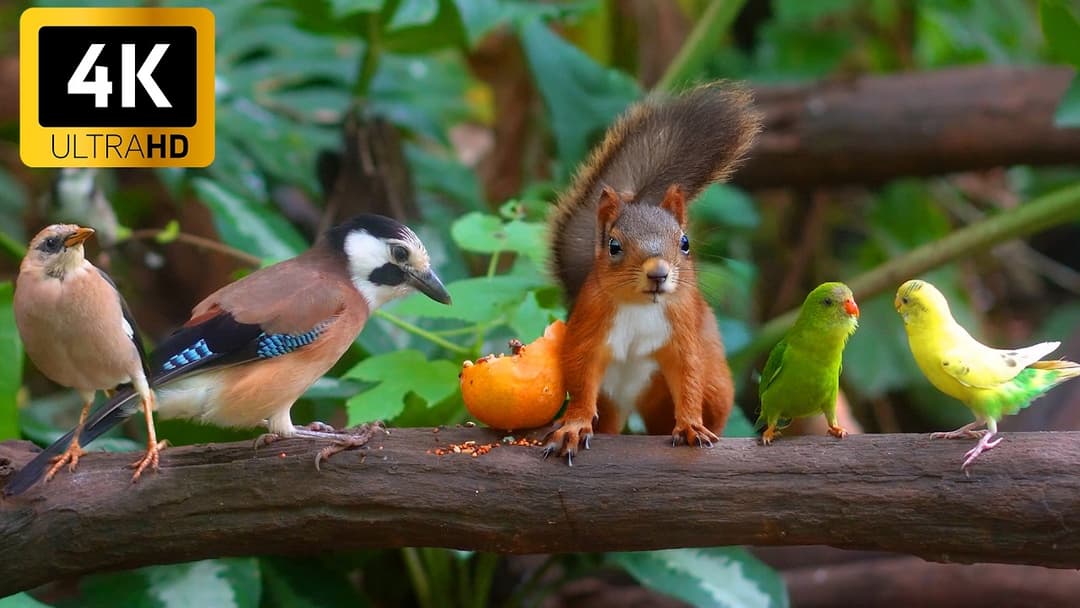 [No Ad Interruptions] Cat TV for Cats to Watch 😺 Unlimited Birds Chipmunks Squirrels 🐿  Hours 4K HDR