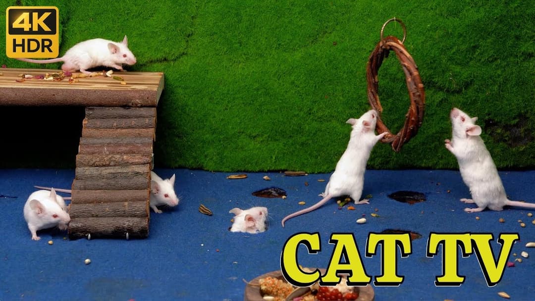 Cat TV Mouse: Cozy Hide & Seek Session – Slow-Moving Mice for Calm, Happy Cats | Catflix