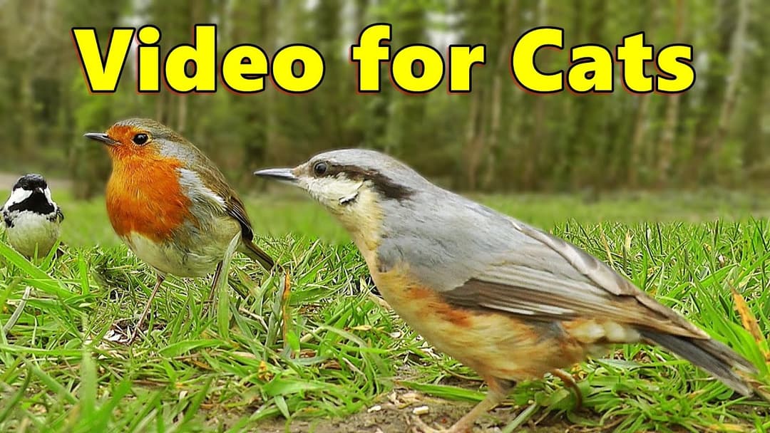 Videos for Cats to Watch ~ Birds in The Park